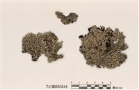 藏品(臺灣歧根梅衣)的圖片